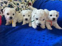 chłopcy - 5 tygodni